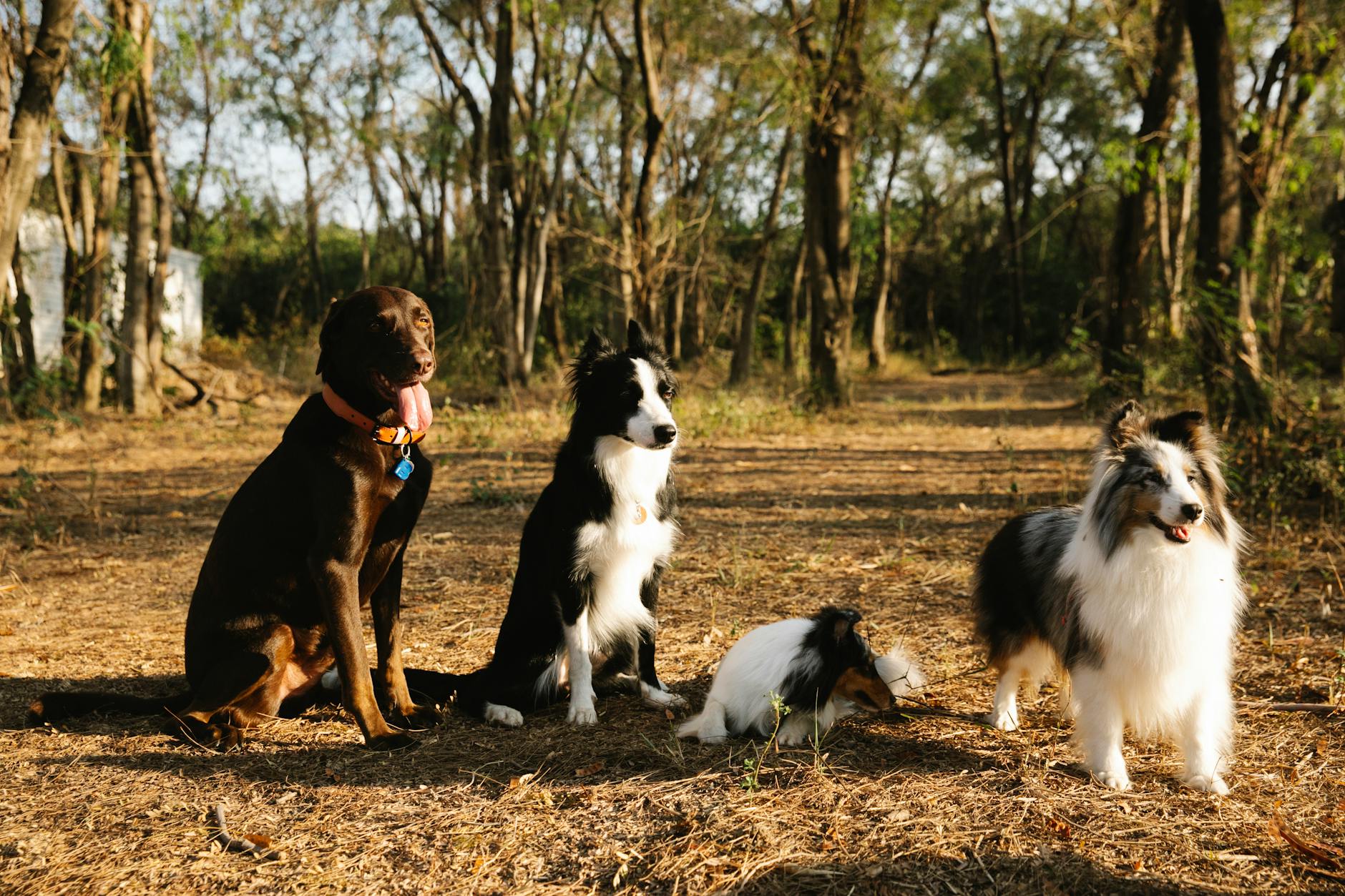Chien qui regarde par-dessus une clôture avec curiosité